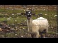 /e367b47a36-ein-schaf-ist-scharf-yeah-lamb-vs-screaming-sheep