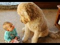 /62c25c4489-fun-challenge-try-not-to-laugh-funny-dogs-and-kids