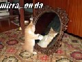 /9d13ab216a-mirror-mirror-who-is-the-cutest-cat