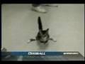 /cf11219c92-handstand-cat