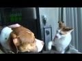 Cat vs. Dog (Slow-Motion)