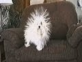 Static Dog