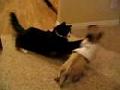 /1f2f55d403-cat-vs-dog